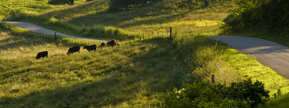 Beef grazing in Wisconsin Pasture