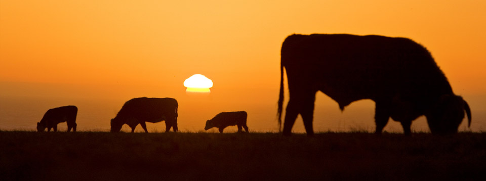 Beef Cattle grazing at sunset