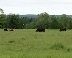 Lim-Flex cattle in green pasture